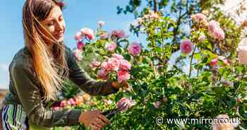 Add one natural item to your soil to have 'happier and healthier' roses