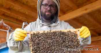 'I found lost beehives in an abandoned quarry - now I've turned them into a huge colony'