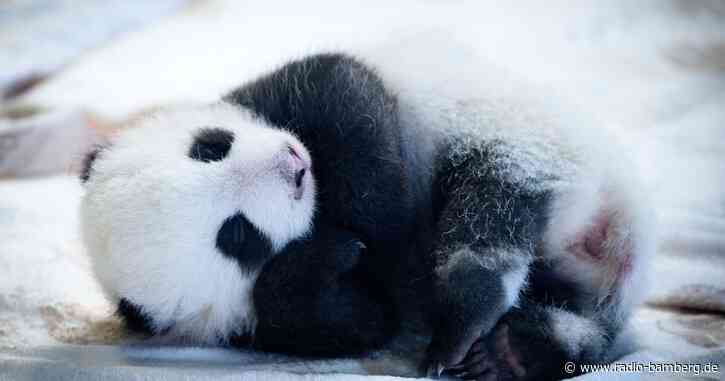 Panda-Babys: Zehntausende besuchen den Berliner Zoo