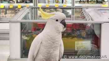 Major update on Mickey the cockatoo trapped inside Coles for weeks