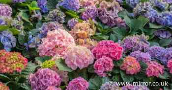 Three essential tasks you need to do this month to ensure 'even bigger' hydrangeas next year