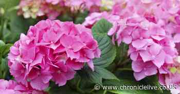 Gardening expert says easy task now will help hydrangeas 'bounce back' next year