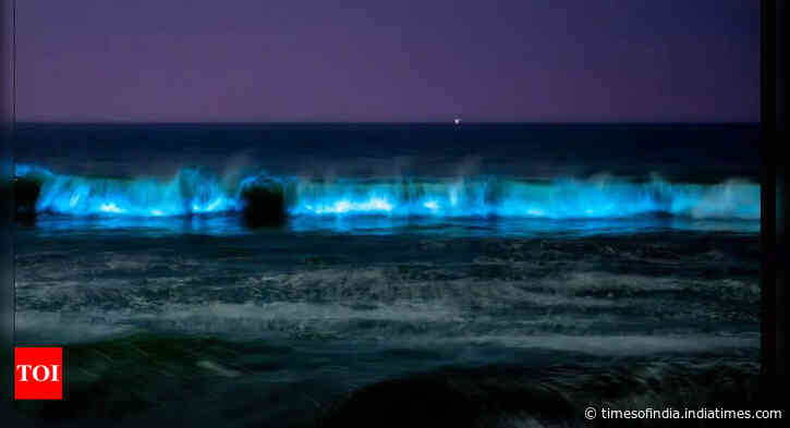 Chennai beaches illuminated by mesmerising bioluminescence and its significance