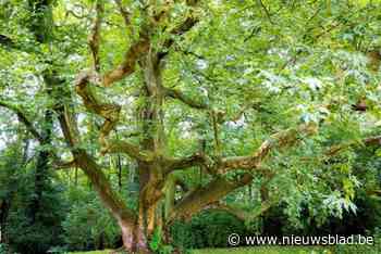 Plataan wordt helaas niet de Boom van het Jaar