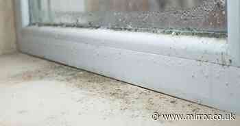 Stop condensation and mould forming on windows with daily 10 minute habit