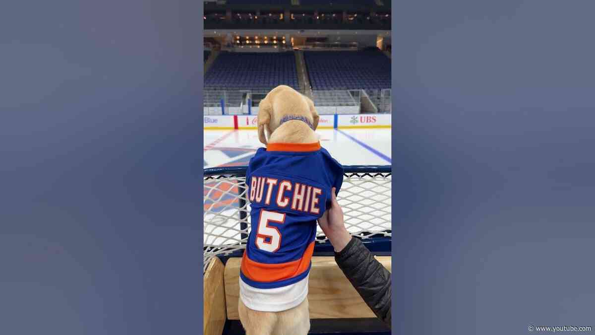 New York Islanders Puppy with a Purpose 5.0 Named 'Butchie'