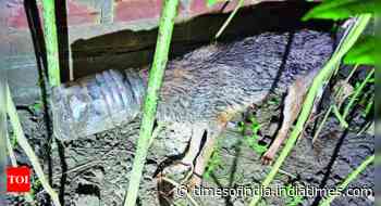 End to 8-day ordeal: Golden jackal with head stuck in plastic jar rescued in West Bengal