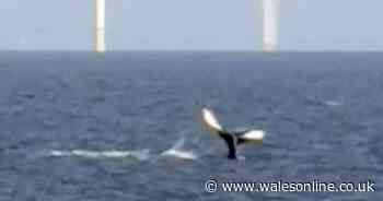 'Humpback whale' spotted off the coast of Wales sparks excitement