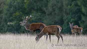 Oh deer! Woman is rushed to hospital after getting 'trapped' between two warring stags that locked horns