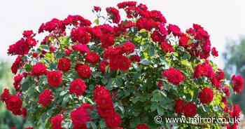 Easy three minute task you need to do now to roses get best ever blooms