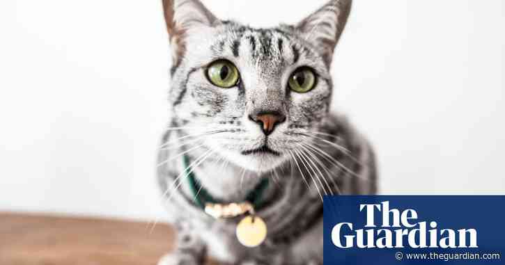 Number of abandoned cats soars by more than 30% in UK