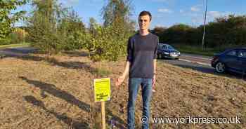 'Absolute mess': Litter to be cleared from York verge amid grass cutting row