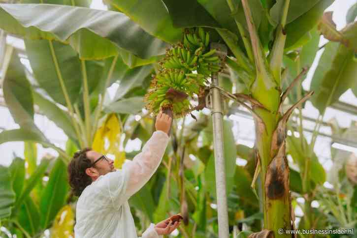 De populairste banaan ter wereld wordt bedreigd met uitsterven – onderzoekers uit Wageningen ontwikkelen een alternatief