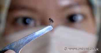 Dengue fever hits record 12.7m cases with 4billion feared at risk in world's largest outbreak