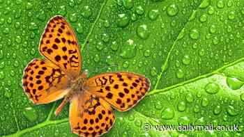 ANSWERS TO CORRESPONDENTS: What do butterflies do to survive when it rains?