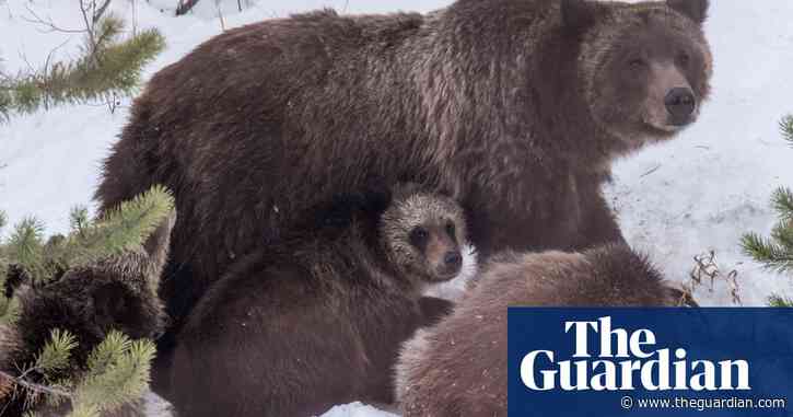 ‘Ambassador’ grizzly bear dies after being hit by car in Wyoming