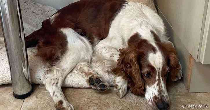 Spaniel caused eight motorway closures while owners were in Spain on holiday