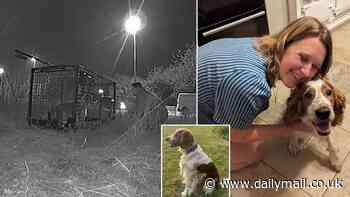 Moment dog who forced police to close motorway EIGHT times after escaping while her owners were on holiday is finally captured