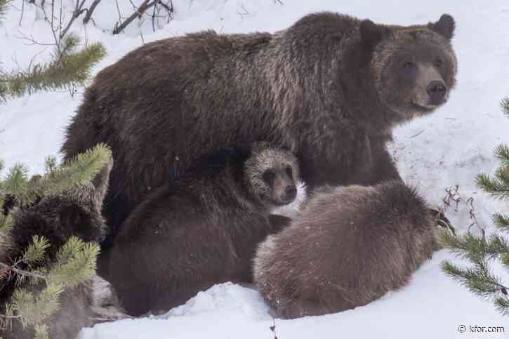 Grizzly bear that delighted Grand Teton visitors for decades killed by vehicle