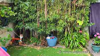 I was forced to pay a £4,000 bill after invasive bamboo plant took over my back garden - and surveyors missed it completely