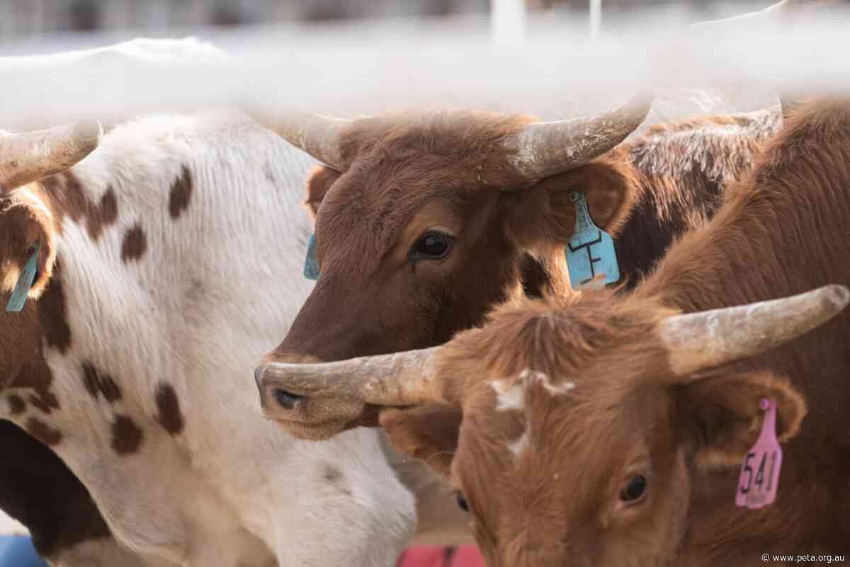 Mount Isa Rodeo Urged to Replace Calf Roping With Remote Control Car Roping