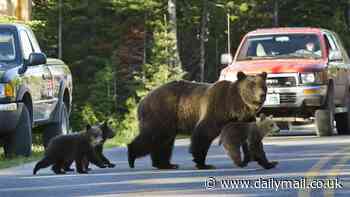 Iconic Yellowstone mama bear is struck and killed by car