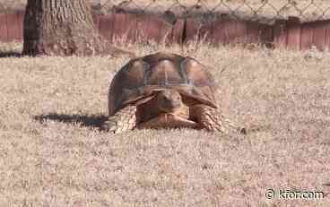 'A big relief': Piedmont woman’s pet tortoise found after over 2 months of searching