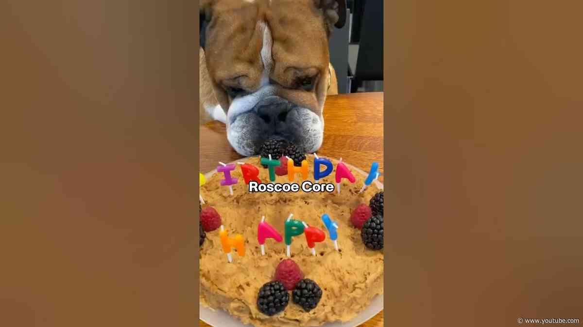 The BESTEST Boy! 🐶🎂 Happy Birthday Roscoe Hamilton