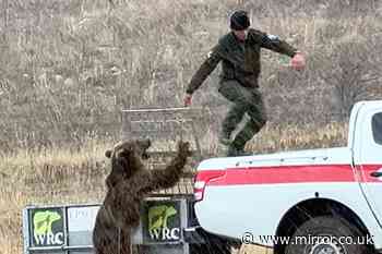 Terrifying moment bear released into wild by charity turns on ranger and attacks