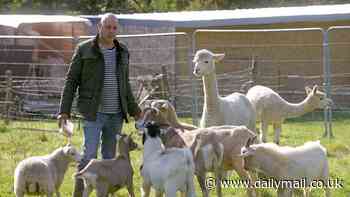 What a llama drama! Farmer's plan to build his two pregnant alpacas a barn enrages his furious neighbours