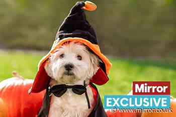 Pet owners issued urgent warning over Halloween costumes that might be harming your cat or dog