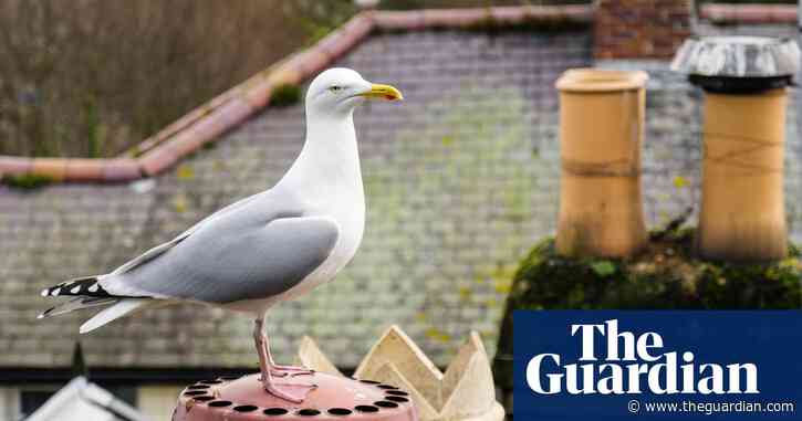 Safe sex for seagulls? Why bird contraception plan in Worcester may not fly