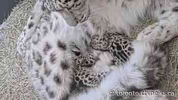 Toronto Zoo’s snow leopard cubs ready to meet the public this weekend