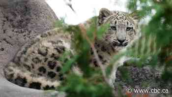 Snow leopard cubs set to make their debut at Toronto Zoo