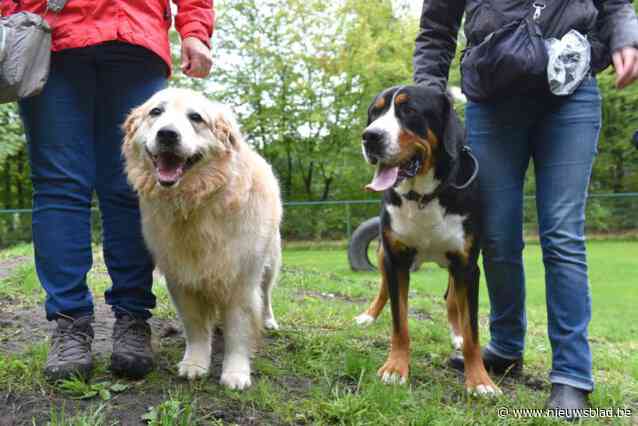 Grote hondenlosloopzone in Elsenbos, krijgt ook kleine zone voor puppy’s en kleine honden