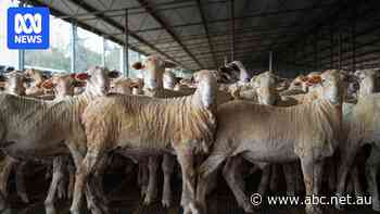 Higher prices, fewer options: How is Australia's ban on live sheep exports being received in the Middle East?