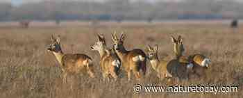 Natuurjournaal 26 oktober 2024