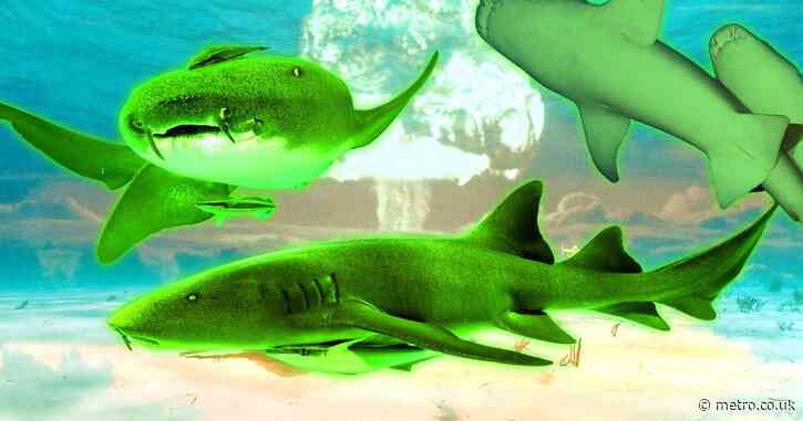 Inside the radioactive island with mutant sharks that was used to test nuclear bombs