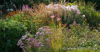 Key task gardeners need to do in October to get loads of new free flowers next year