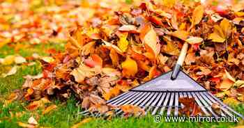 Task all gardeners need to do in October to make sure their lawn stays healthy