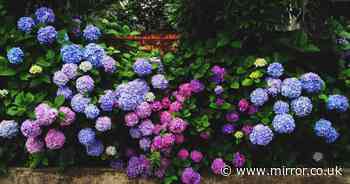 Add one natural item to your soil now and your hydrangeas will have stunning blooms next spring