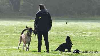 Are 'scary' packs of dogs ruining your local park? 'Terrified' pet owners back calls for a 4-dog limit after woman was mauled to death - but professional walkers claim it will lead to hundreds of animals being put down