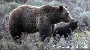 Local sheriff makes shock announcement after death of Yellowstone's Grizzly 399