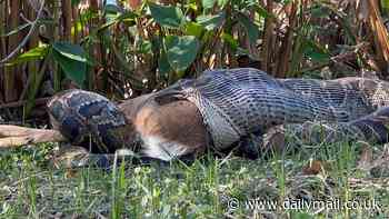 Mindblowing moment python wraps its jaw around adult deer as wildlife lovers watch on