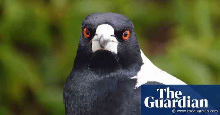 Why don’t Tasmanian magpies swoop people? It’s not black and white