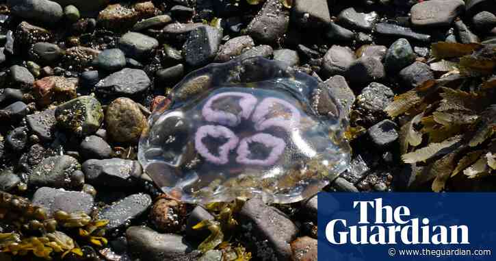 Young country diary: My spade and I saved 24 jellyfish | Amaya