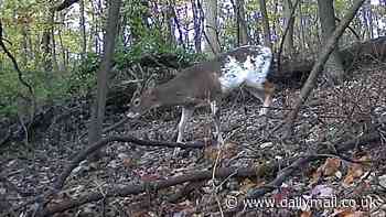 Incredible trail cam footage shows 'wild oddity' creeping around Pennsylvania woods