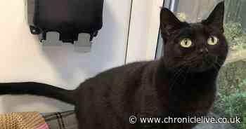 Meet the cats looking for homes in the North East on Black Cat Day