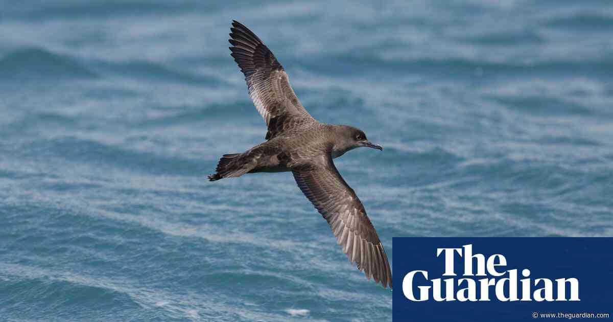 High-flying life of Australia’s birds revealed in new detail – thanks to weather radars