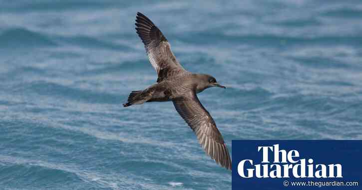 High-flying life of Australia’s birds revealed in new detail – thanks to weather radars